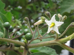 Solanum stellatiglandulosum