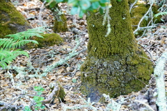 Quercus wislizeni frutescens