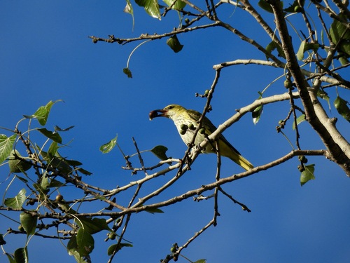 Indian Golden Oriole (Oriolus kundoo), photo 10