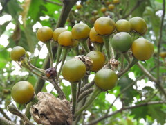Solanum stellatiglandulosum