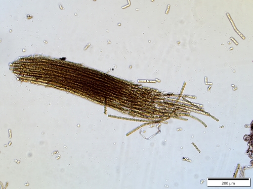 Trichodesmium erythraeum, 2023-10-10