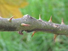 Solanum stellatiglandulosum
