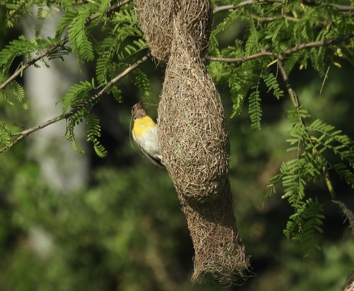 Baya Weaver (Ploceus philippinus), photo 3