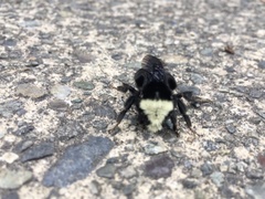 Bombus vosnesenskii