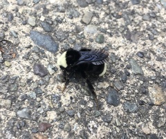 Bombus vosnesenskii