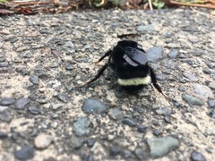 Bombus vosnesenskii