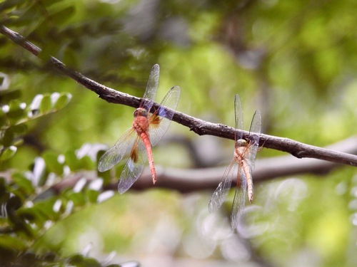 Photo of Twister (Tholymis tillarga)