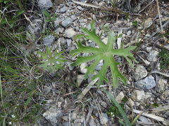 Psacalium peltatum