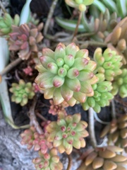 Sedum × rubrotinctum