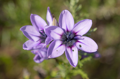 Babiana melanops