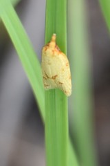 Sparganothis sulfureana