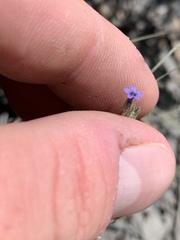 Allophyllum gilioides violaceum