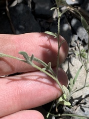 Allophyllum gilioides violaceum