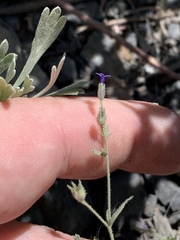 Allophyllum gilioides violaceum