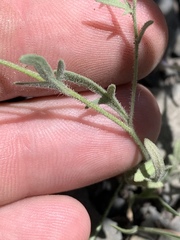 Allophyllum gilioides violaceum