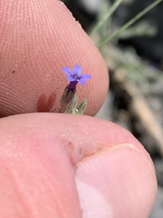 Allophyllum gilioides violaceum