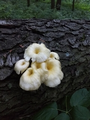 Pleurotus citrinopileatus
