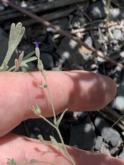 Allophyllum gilioides violaceum