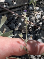 Allophyllum gilioides violaceum