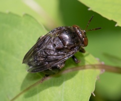 Microdon globosus