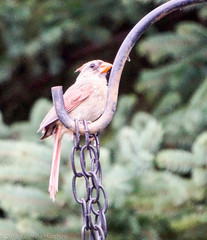 Cardinalis cardinalis