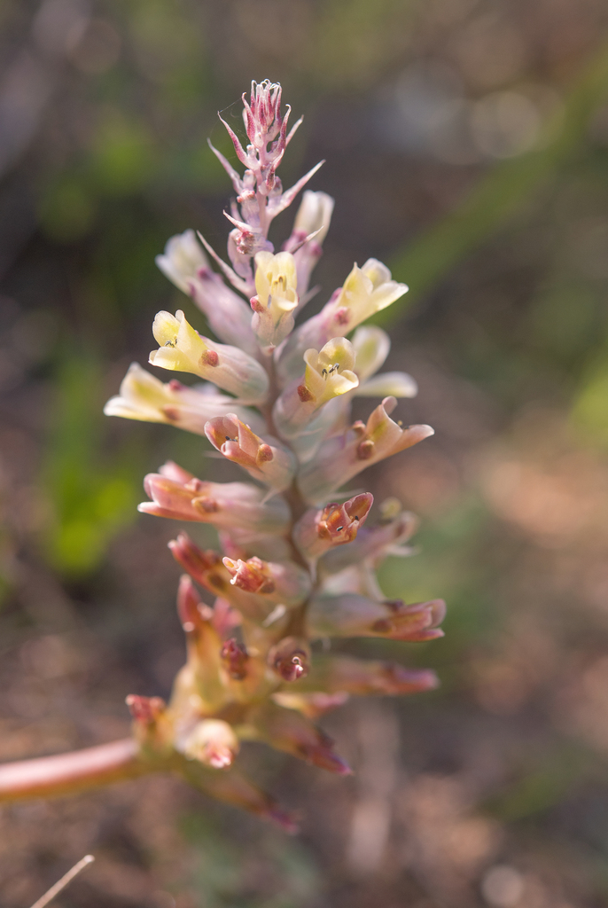 Lachenalia granitica, Darling, 7345, South Africa