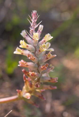 Lachenalia granitica
