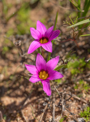 Romulea cruciata
