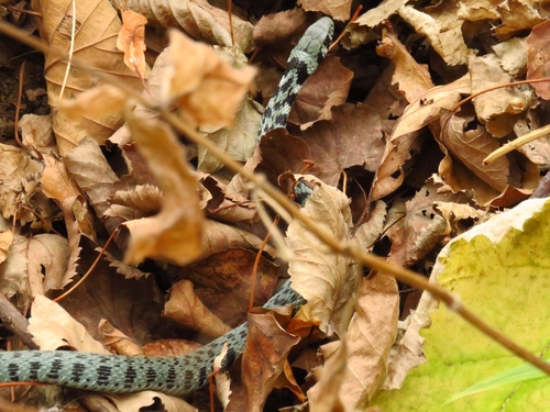 Chinese Tiger Keelback