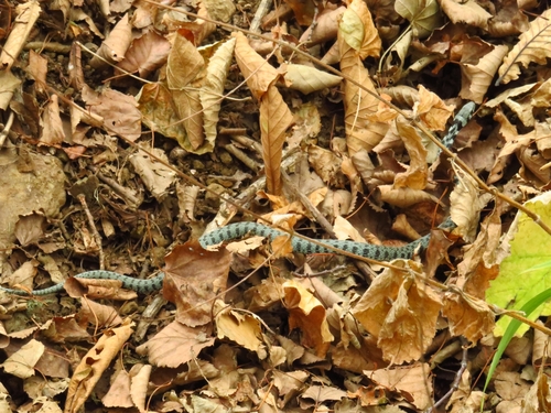 Chinese Tiger Keelback