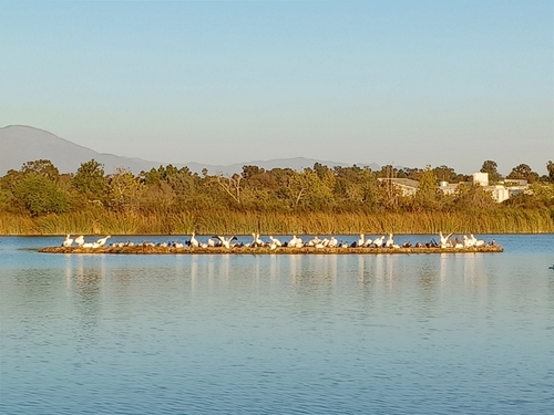 iNaturalist observation photo of American White Pelican