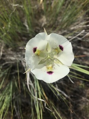 Calochortus eurycarpus