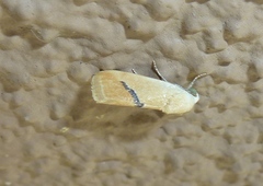 Ponometia venustula
