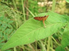 Tatobotys