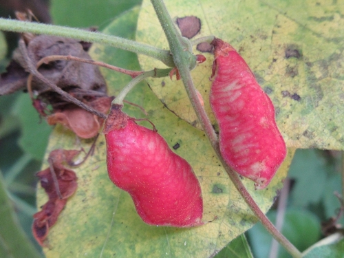 Rhynchosia acuminatifolia iNat (3)