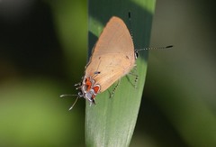 Calycopis trebula