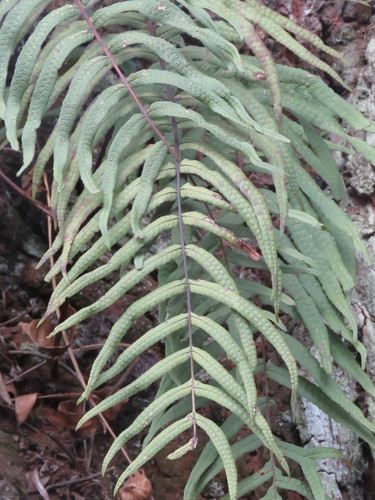 Serpocaulon sessilifolium, photograph 3
