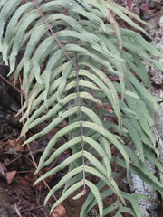 Serpocaulon sessilifolium