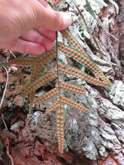 Serpocaulon sessilifolium