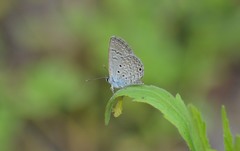 Hemiargus hanno