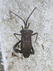 Acanthocephala declivis