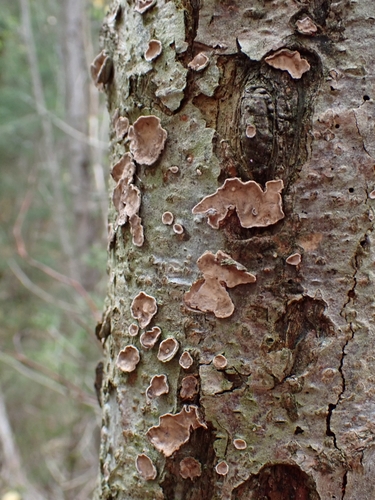 Broadleaf Bleeding-crust