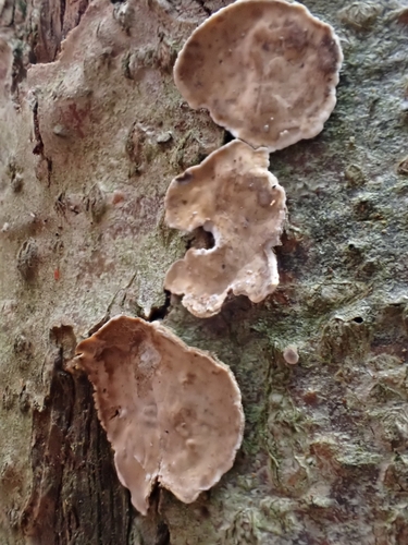 Broadleaf Bleeding-crust
