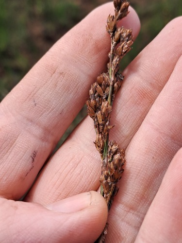 Tetragonal Reed (Restio tetragonus)