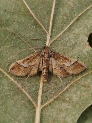 Ornate Hydriris Moth