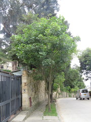 Erythrina rubrinervia