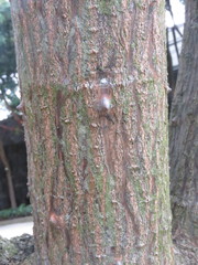 Erythrina rubrinervia