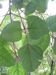 Erythrina rubrinervia