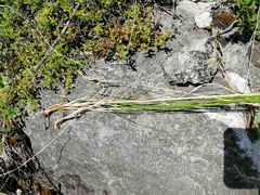 Helictotrichon desertorum