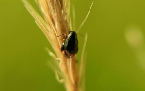 Psylliodes cucullatus